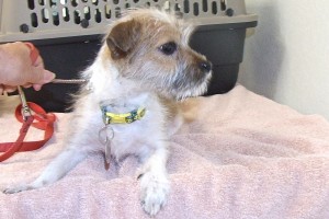 Picture of Toto