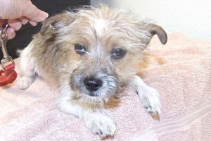 Picture of Toto