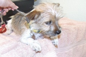 Picture of Toto