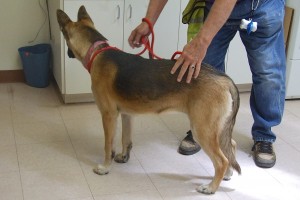 Picture of Trixie