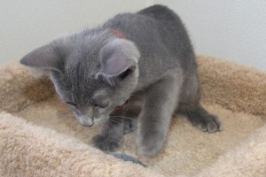 Picture of Warbler