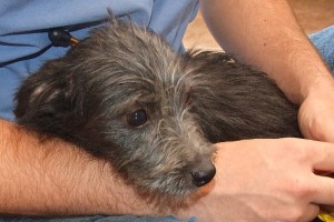 Picture of Archie