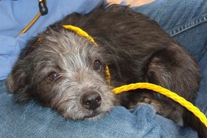 Picture of Archie