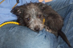 Picture of Archie
