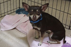 Picture of Belle