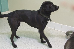 Picture of Blaze