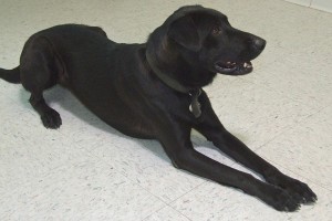 Picture of Blaze