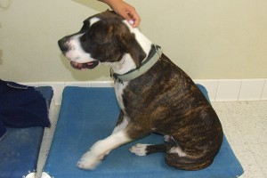 Picture of Bud