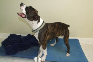 Picture of Bud