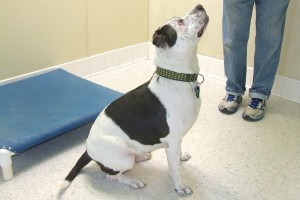 Picture of Cali