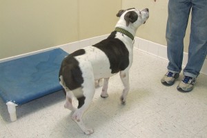 Picture of Cali