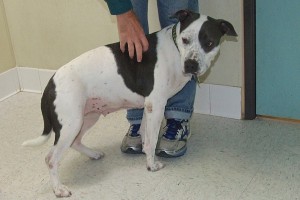 Picture of Cali