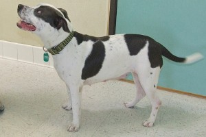 Picture of Cali
