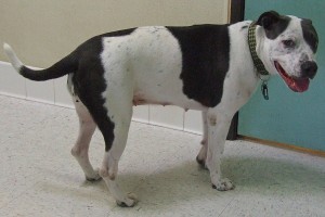 Picture of Cali