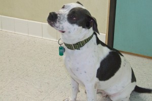 Picture of Cali