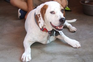Picture of Chester