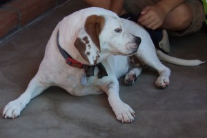 Picture of Chester