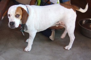 Picture of Chester