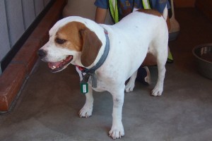 Picture of Chester