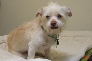 Picture of Chops