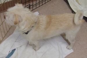 Picture of Chops
