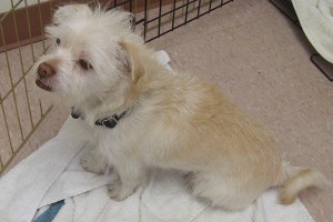 Picture of Chops