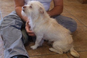 Picture of Chops