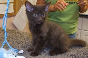 Picture of Copper