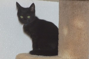 Picture of Cottontail