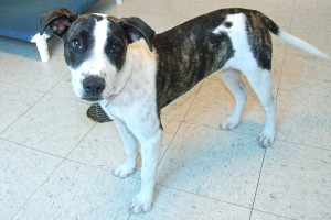 Picture of Dottie