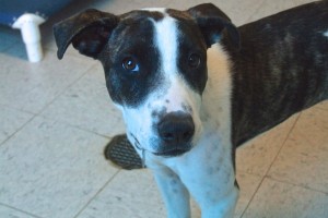 Picture of Dottie