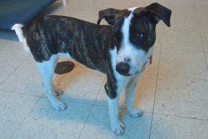 Picture of Dottie
