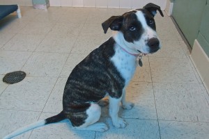 Picture of Dottie