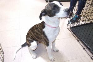 Picture of Dottie