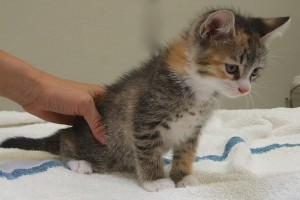 Picture of Ginger