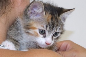 Picture of Ginger