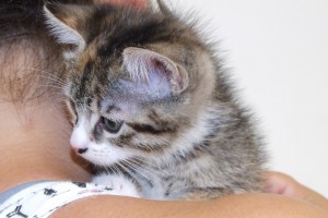 Picture of Ginger