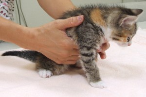 Picture of Ginger