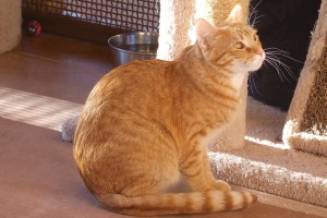 Picture of Honey Bear