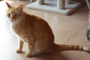 Picture of Honey Bear