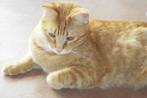 Picture of Honey Bear