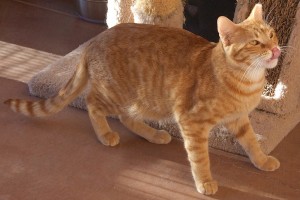 Picture of Honey Bear