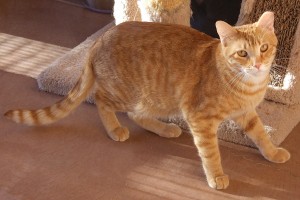 Picture of Honey Bear