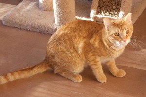 Picture of Honey Bear
