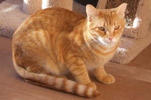 Picture of Honey Bear