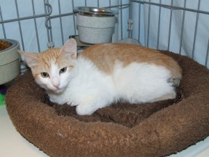 Picture of Jax