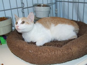 Picture of Jax