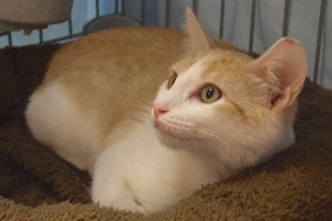 Picture of Jax