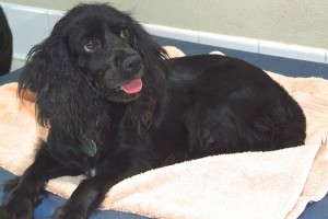 Picture of Lady