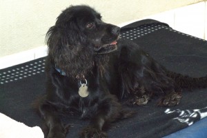 Picture of Lady